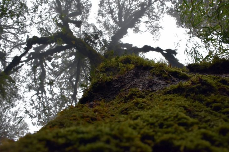 Photo of A hike to this hidden trail should be in your next Sikkim itinerary by Amrita