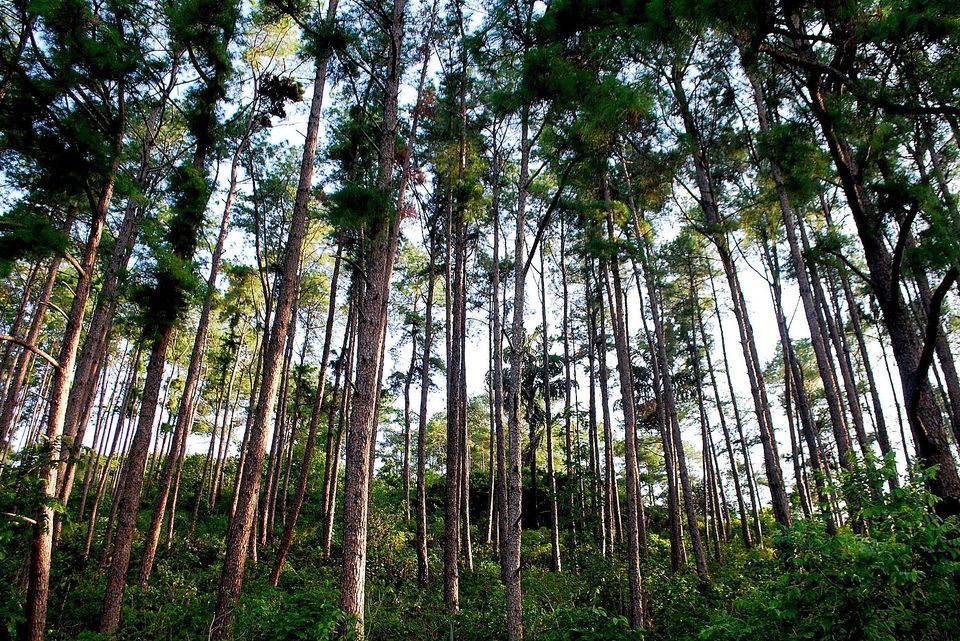 Photo of Daringbadi local Hill Forest (Scenic Views), Odisha, India by Amrita
