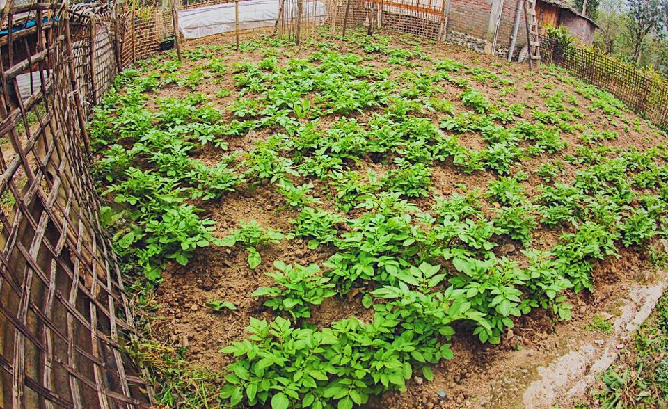 Photo of This Eco-Friendly Farm Stay in Sikkim Is Following the Best Practice of Reduce, Reuse & Recycle by Amrita