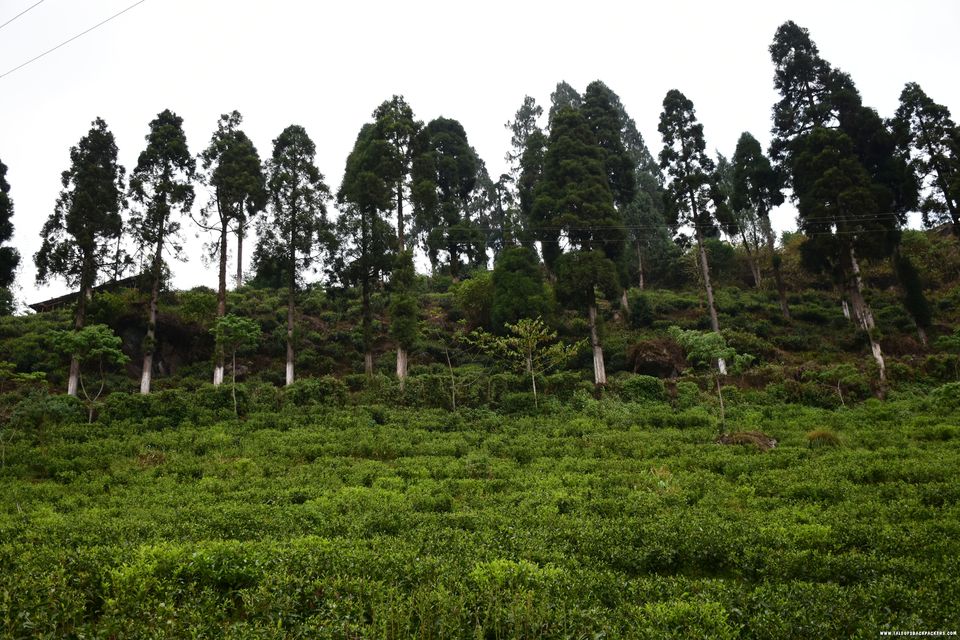 Photo of This quaint village in the middle of tea gardens is the best place to spend a weekend by Amrita