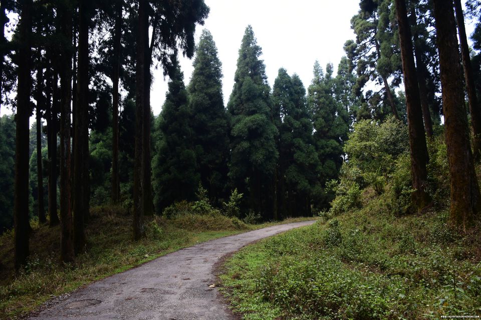 Photo of Dowhill Eco Park, Kurseong, West Bengal, India by Amrita