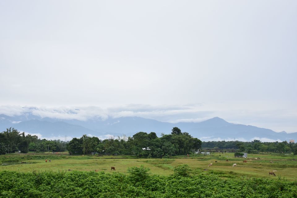 Photo of This monsoon visit the scenic tea gardens of Samsing by Amrita