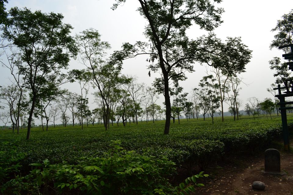 Photo of Zurantee Tea Garden, Juranti Tea Garden, West Bengal, India by Amrita