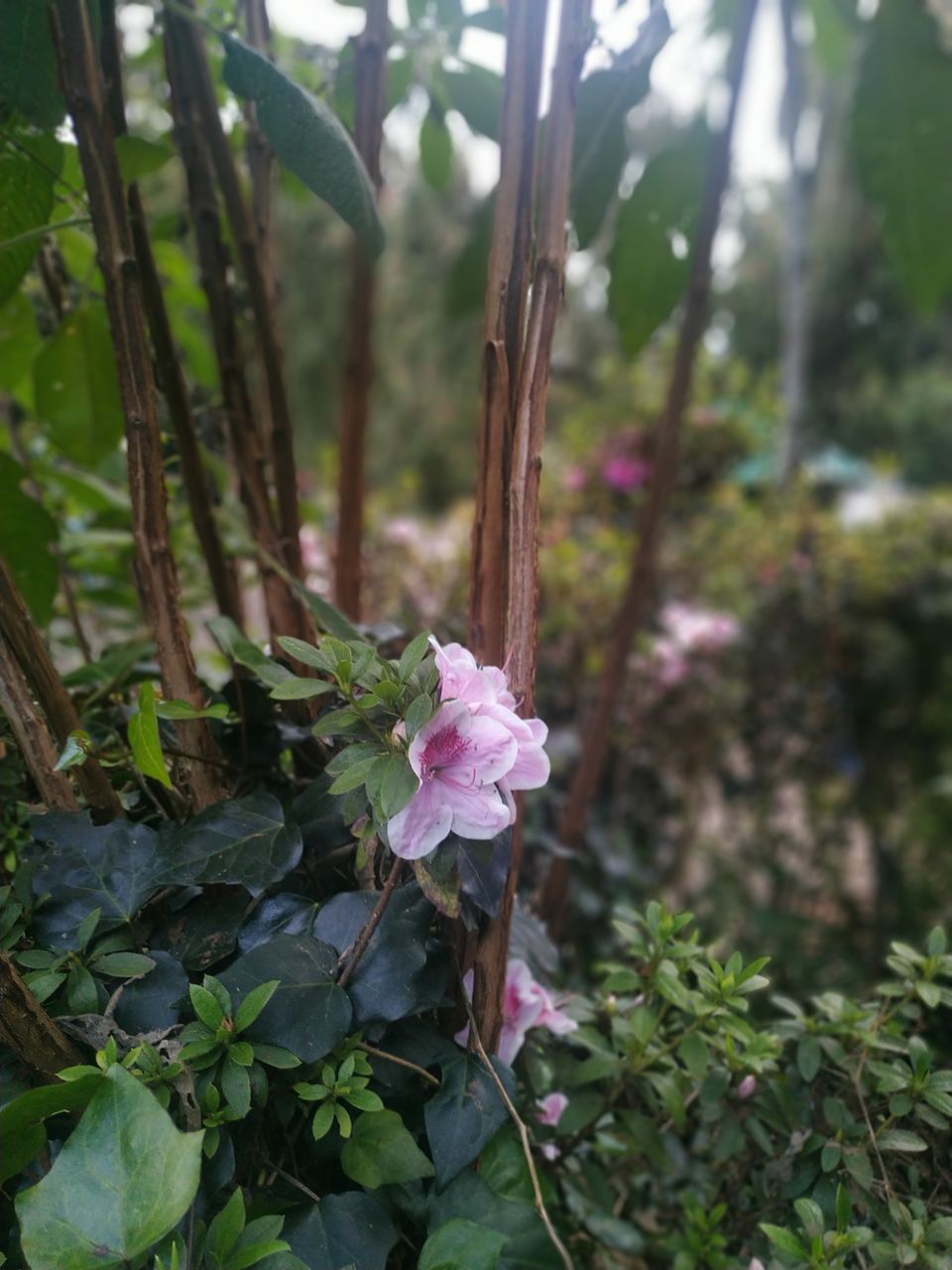Photo of Government Botanical Garden, Vannarapettai, Ooty, Tamil Nadu, India by Kishori Krishna Dessai