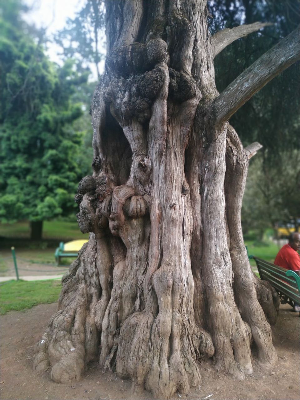 Photo of Government Botanical Garden, Vannarapettai, Ooty, Tamil Nadu, India by Kishori Krishna Dessai