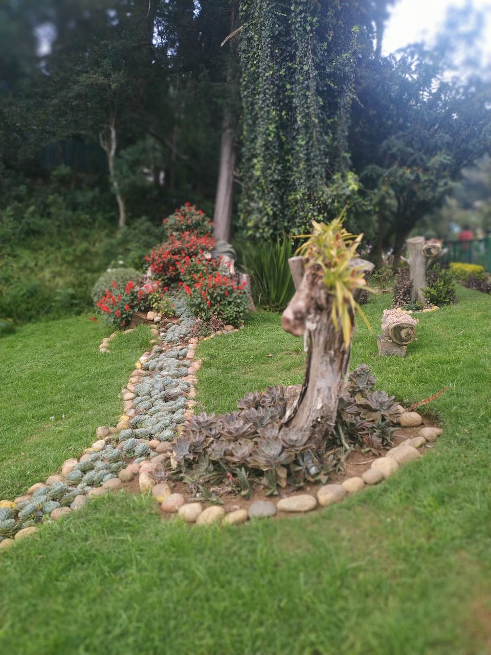 Photo of Government Botanical Garden, Vannarapettai, Ooty, Tamil Nadu, India by Kishori Krishna Dessai