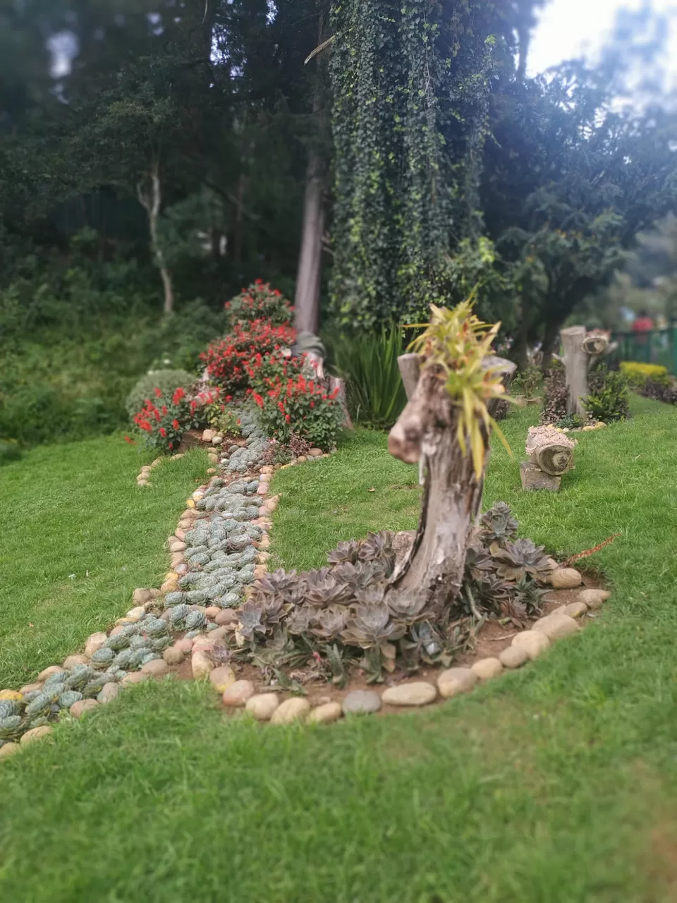 Photo of Government Botanical Garden, Vannarapettai, Ooty, Tamil Nadu, India by Kishori Krishna Dessai
