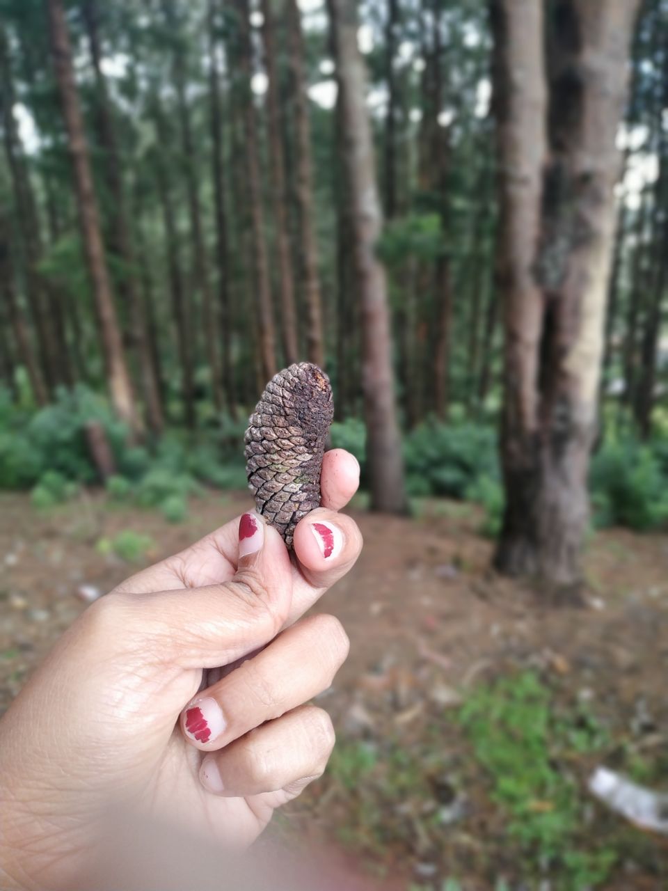 Photo of Pine Forest Shooting Spot, Ooty Main Road, Tamil Nadu, India by Kishori Krishna Dessai