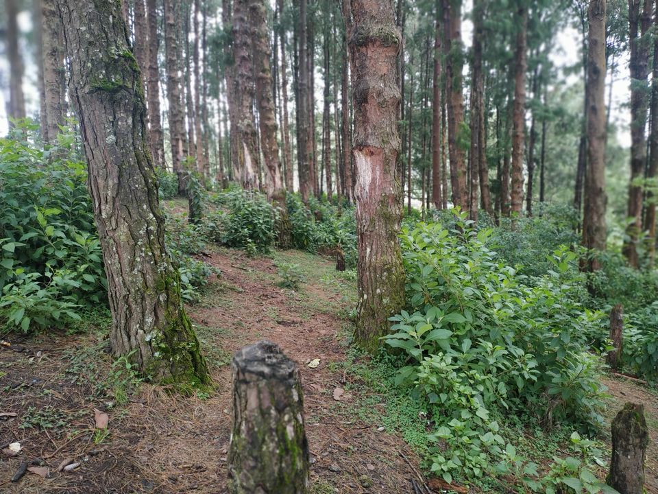 Photo of Pine Forest Shooting Spot, Ooty Main Road, Tamil Nadu, India by Kishori Krishna Dessai
