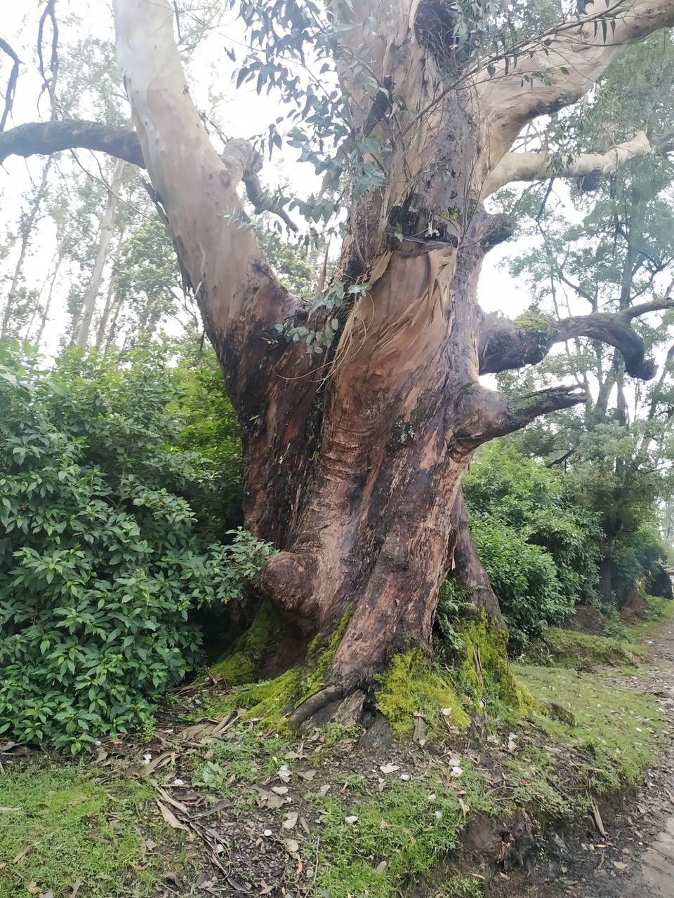 Photo of Pine Forest Shooting Spot, Ooty Main Road, Tamil Nadu, India by Kishori Krishna Dessai