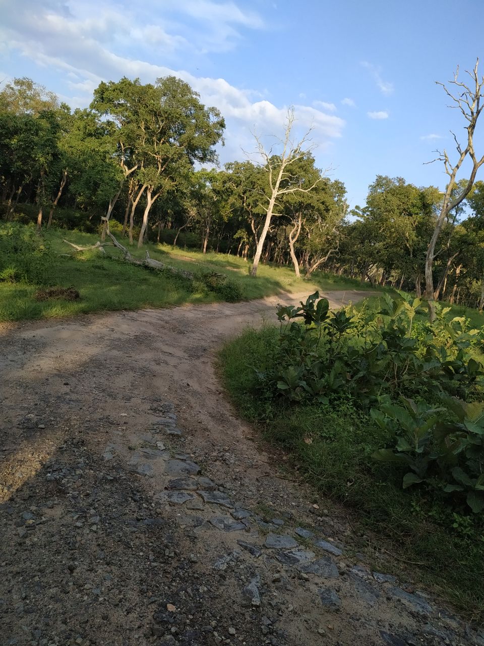 Photo of Mudumalai Tiger Reserve Office, Upper Bazaar, Ooty, Tamil Nadu, India by Kishori Krishna Dessai