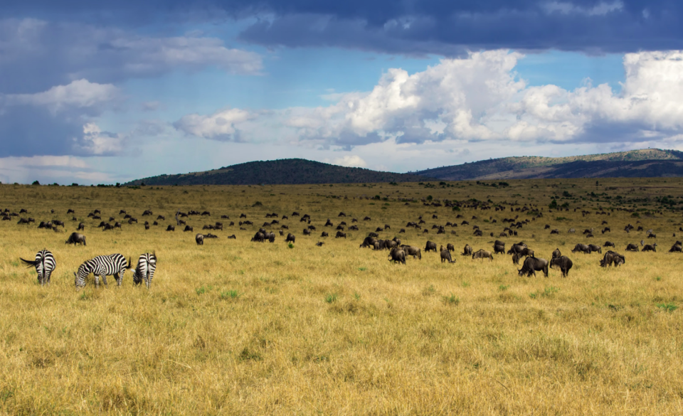 Photo of Kenya Tourism Promises That This Magical Land Is a Must-Visit for Every Business Traveller by Gunjan Upreti