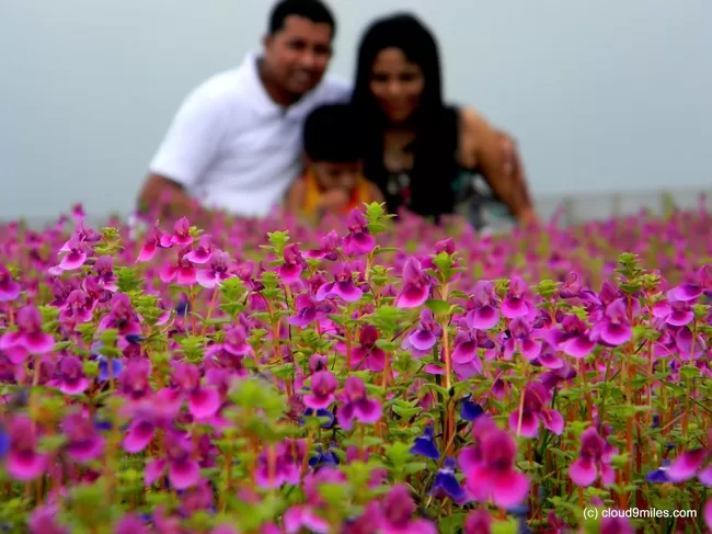 Photo of Kaas Plateau of Flowers, Satara, Maharashtra, India by Gunjan Upreti
