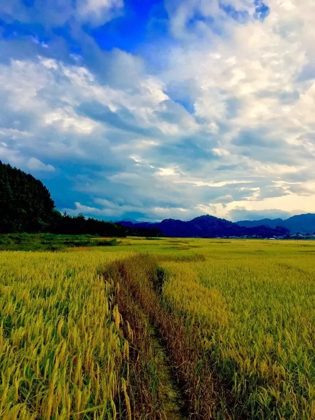 Photo of Ziro by Gunjan Upreti