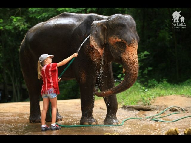 Photo of Patara Elephant Farm Ban Pong Chiang Mai Thailand by Gunjan Upreti