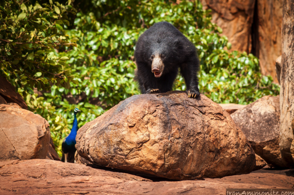 Photo of Daroji Sloth Bear Sanctuary, Seetharama Tanda, Karnataka, India by Gunjan Upreti