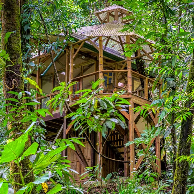 Photo of 8 Amazing Tree Houses From Around The World That Are So Cool You'll Want To Stay Forever by Gunjan Upreti