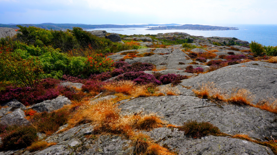 Photo of Sweden Opens Doors To All Tourists, Lists Entire Country On Airbnb For Free! 1/5 by Gunjan Upreti