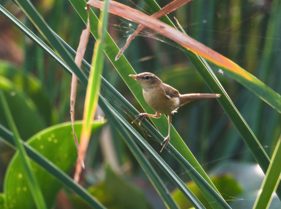 Photo of Basai Wetland Is A Bird Sanctuary Hiding Deep In Gurugram’s Concrete Jungle And It Needs Your Help by Gunjan Upreti