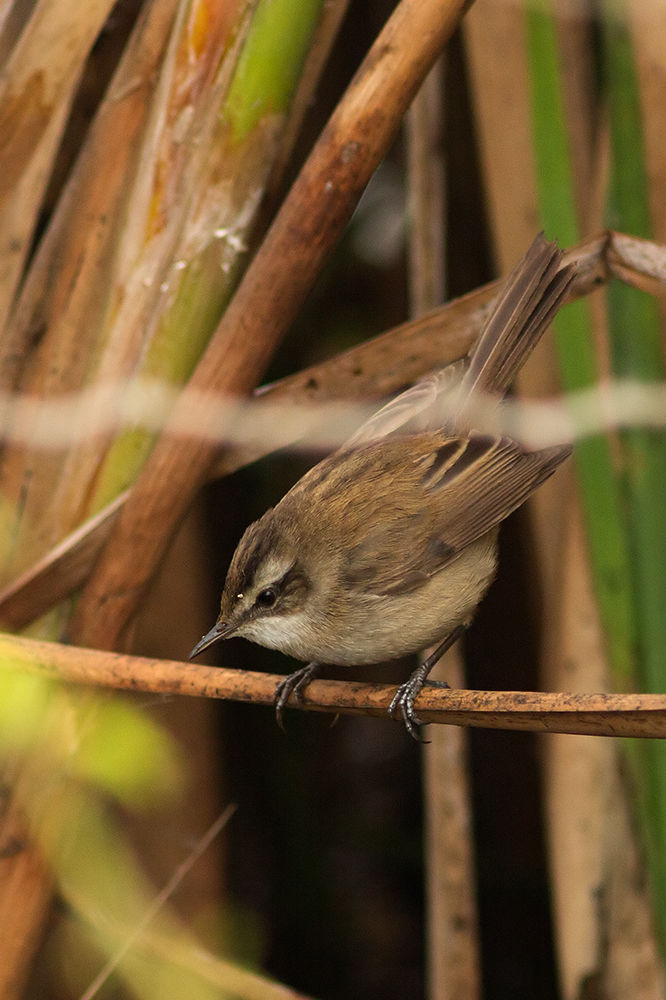 Photo of Basai Wetland Is A Bird Sanctuary Hiding Deep In Gurugram’s Concrete Jungle And It Needs Your Help by Gunjan Upreti