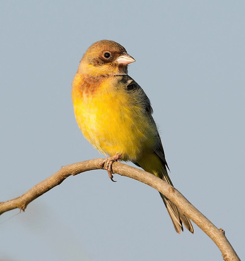 Photo of Basai Wetland Is A Bird Sanctuary Hiding Deep In Gurugram’s Concrete Jungle And It Needs Your Help by Gunjan Upreti