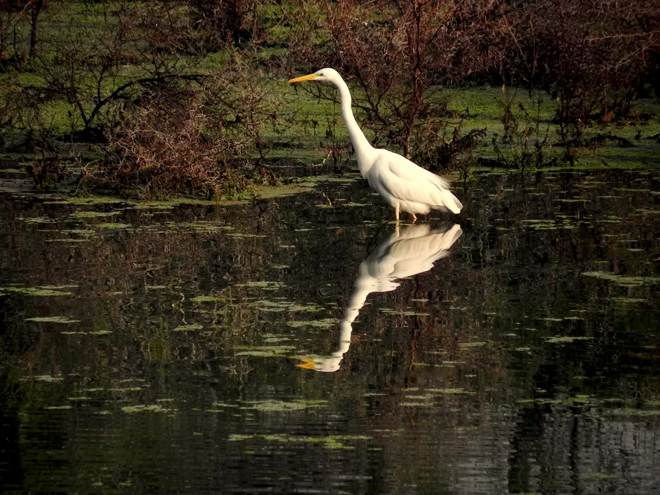 Photo of Bharatpur, Rajasthan, India by Gunjan Upreti