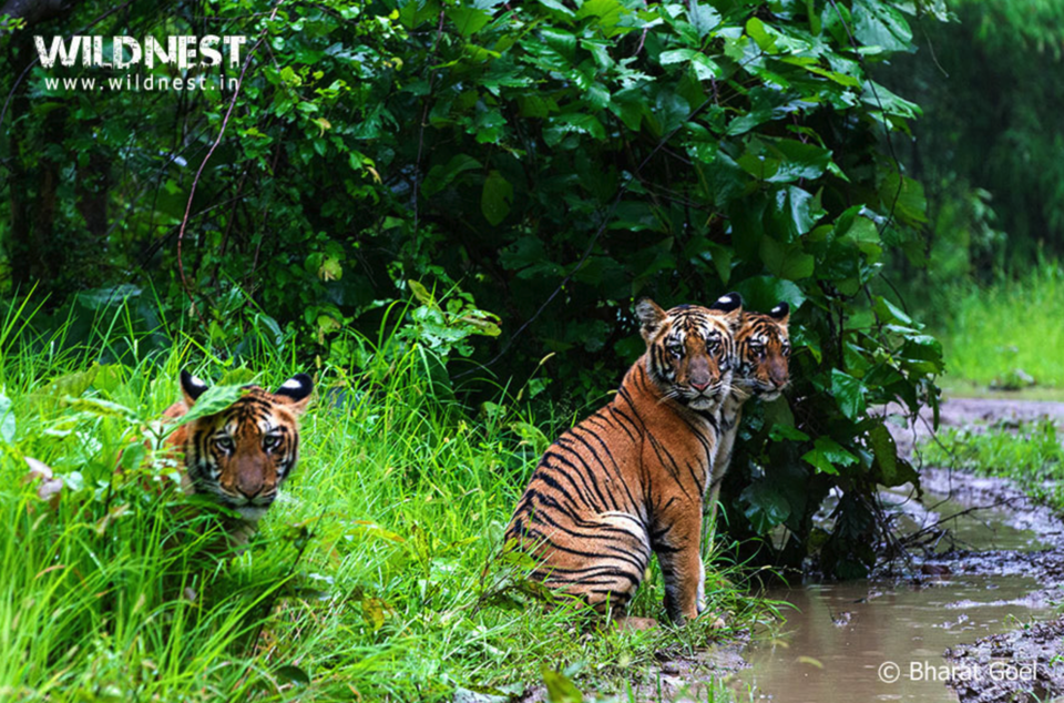 Photo of Tadoba National Park, Chandrapur, Maharashtra, India by Gunjan Upreti