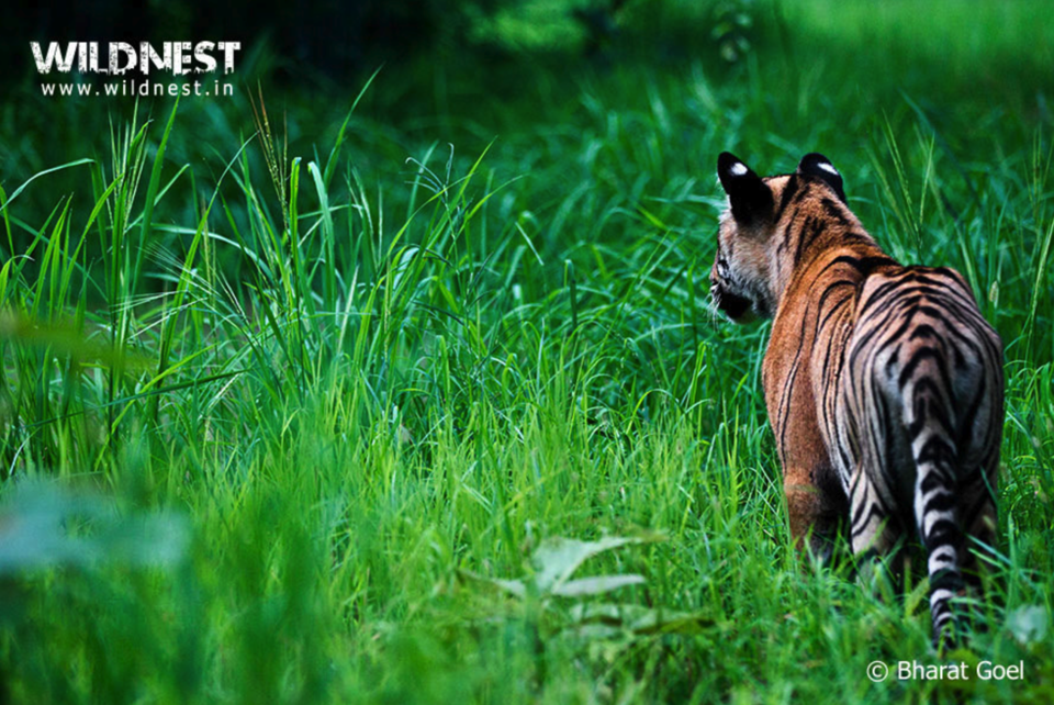 Photo of Monsoon Friendly Wildlife Reserves In India To Witness Nature In Its Full Bloom by Gunjan Upreti