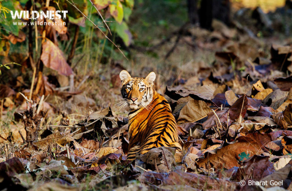Photo of Monsoon Friendly Wildlife Reserves In India To Witness Nature In Its Full Bloom by Gunjan Upreti