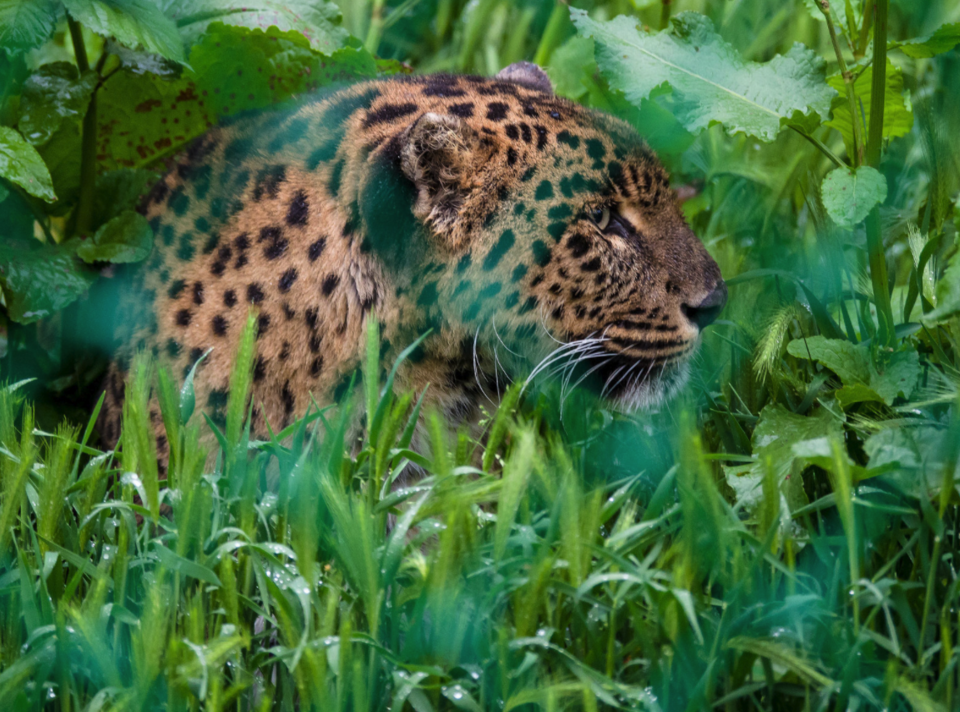 Photo of Dachigam National Park by Gunjan Upreti