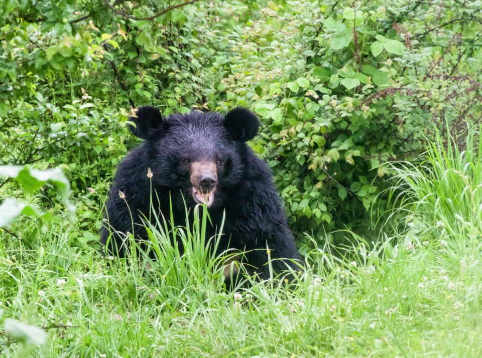 Photo of Monsoon Friendly Wildlife Reserves In India To Witness Nature In Its Full Bloom by Gunjan Upreti
