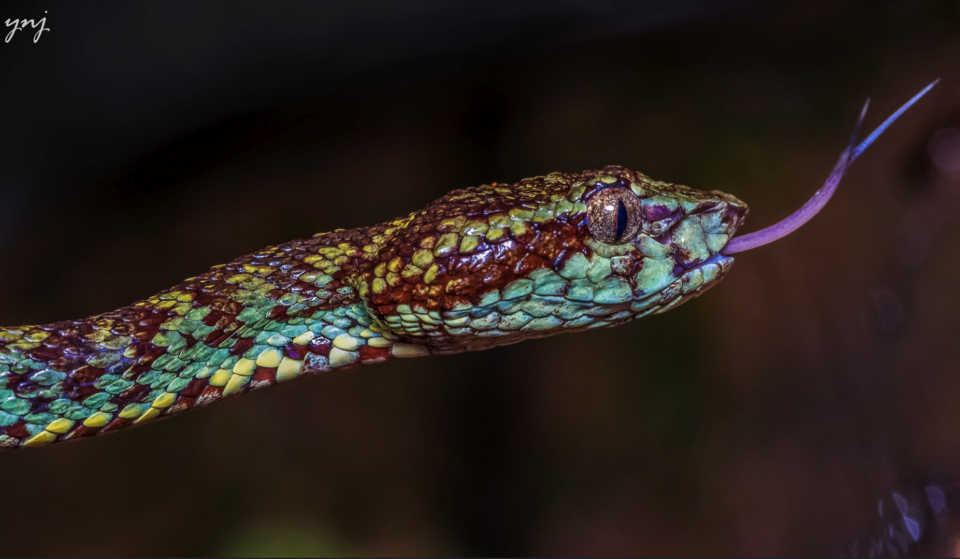 Photo of Agumbe Reserve Forest, Agumbe, Karnataka, India by Gunjan Upreti