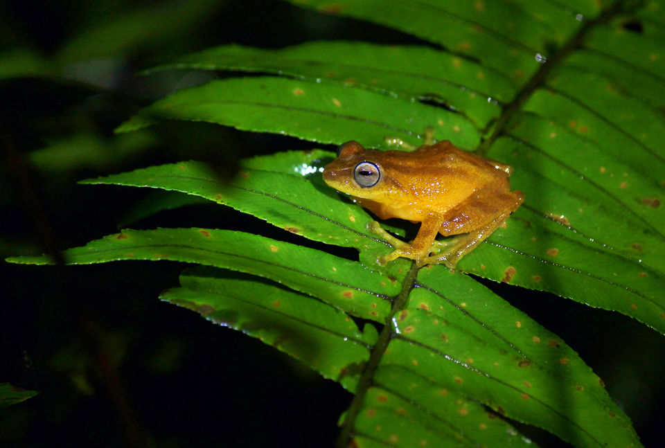 Photo of Monsoon Friendly Wildlife Reserves In India To Witness Nature In Its Full Bloom by Gunjan Upreti