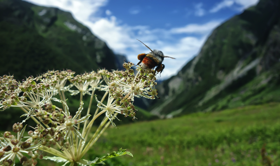 Photo of Valley of Flowers National Park, Chamoli, Uttarakhand, India by Gunjan Upreti