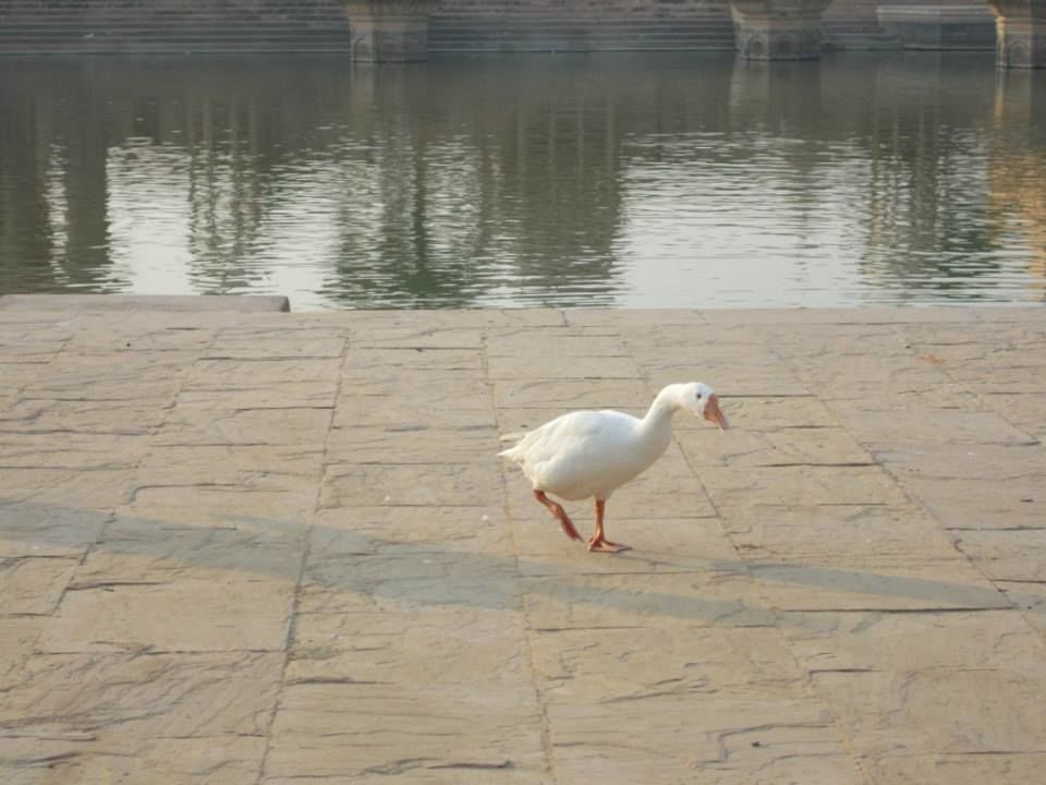 Photo of Lost my heart in Govardhan 2/14 by Mayank Pandeyz (with floating shoes)
