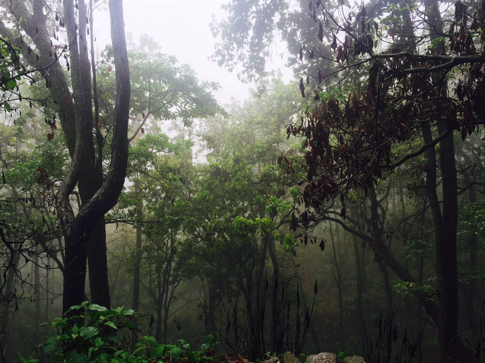 Photo of Lansdowne in Monsoon: The clouds are calling! 3/5 by Aamir