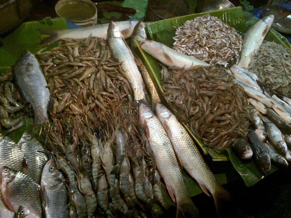 Photo of The Kolkata Diaries: Method in Madness by Hippie Traveller