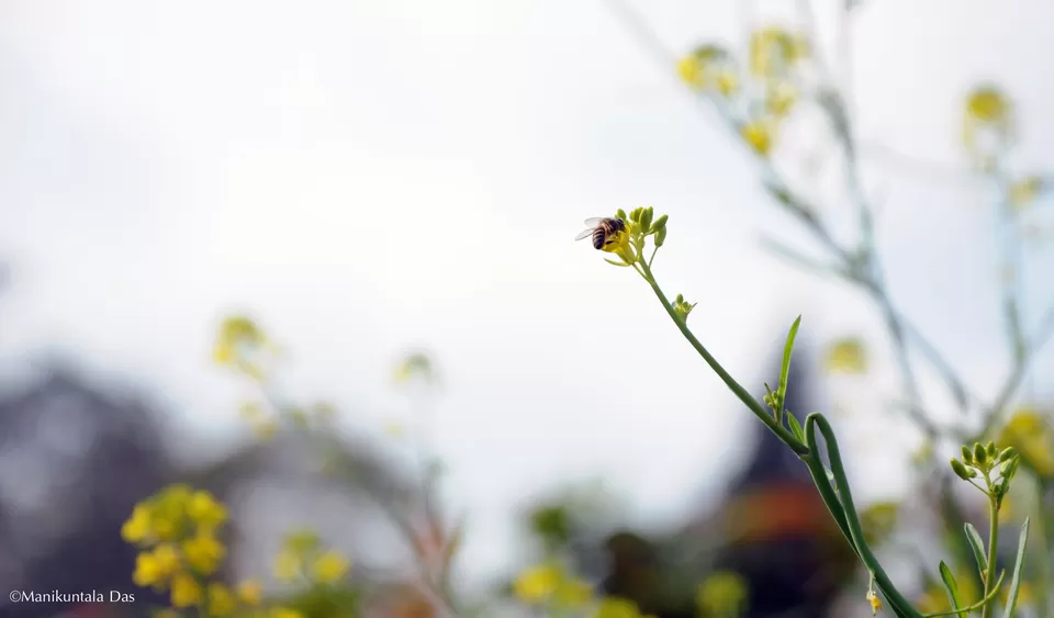 Photo of Bara Mangwa Farmhouse, Bara Mungwa, West Bengal, India by Manikuntala Das