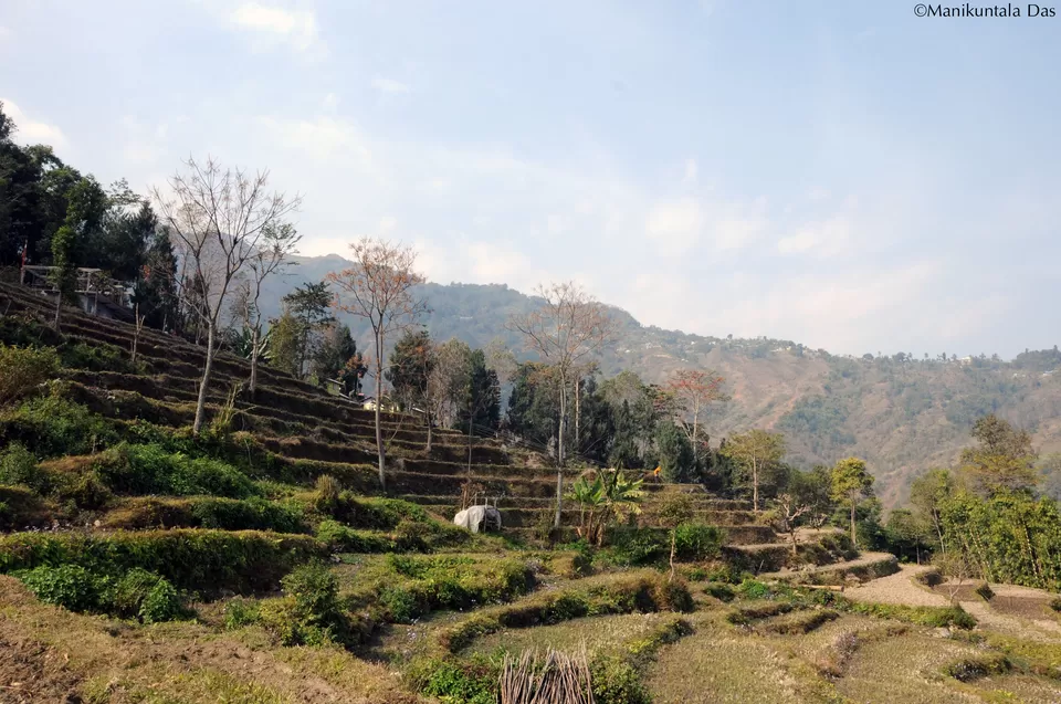 Photo of Bara Mangwa Farmhouse, Bara Mungwa, West Bengal, India by Manikuntala Das