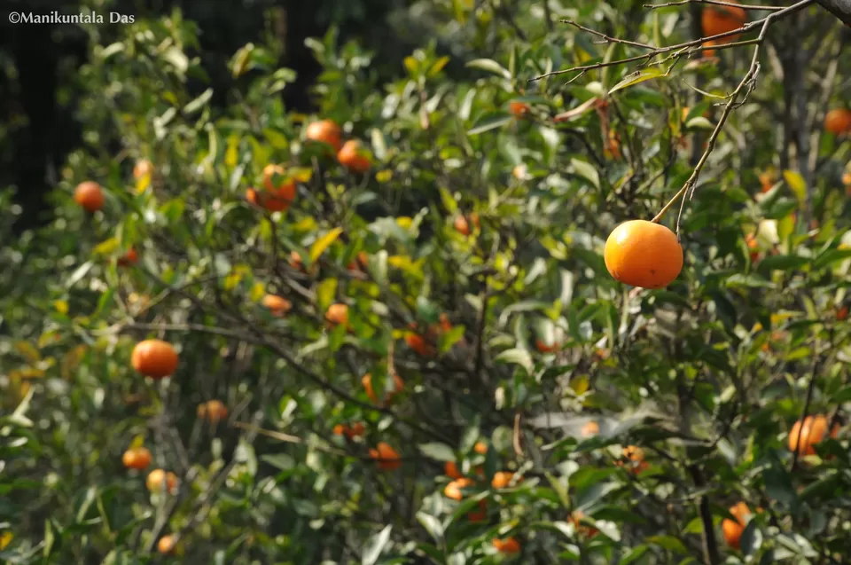 Photo of Bara Mangwa Farmhouse, Bara Mungwa, West Bengal, India by Manikuntala Das