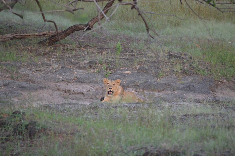 Photo of Cause the jungle makes you feel at home | Gir National Park by Archana Madhwani