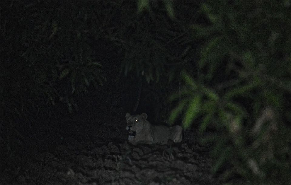 Photo of Cause the jungle makes you feel at home | Gir National Park by Archana Madhwani