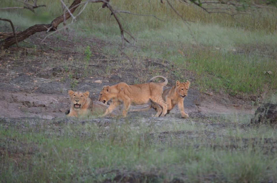 Photo of Cause the jungle makes you feel at home | Gir National Park by Archana Madhwani
