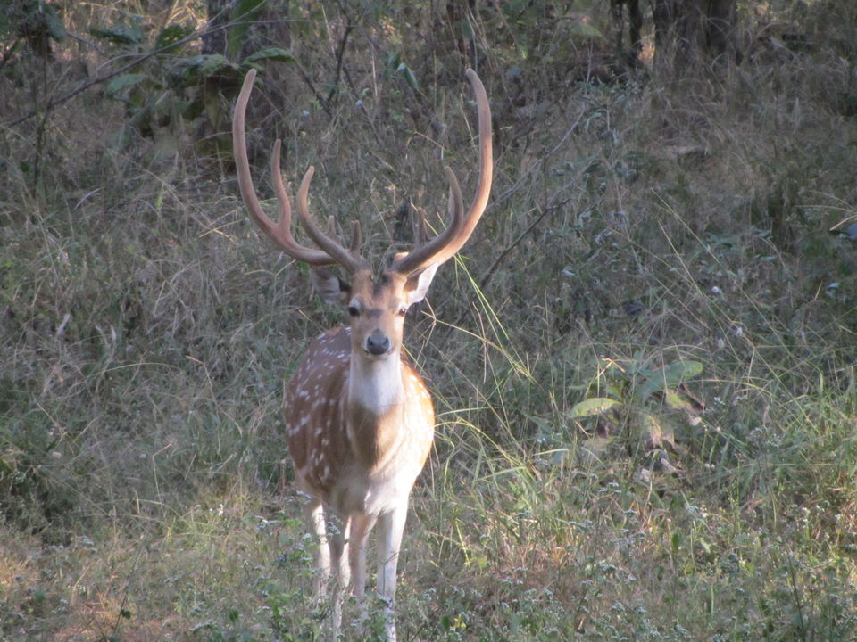 Photo of Panna National Park, Madhya Pradesh, India by Sanchari Banerjee