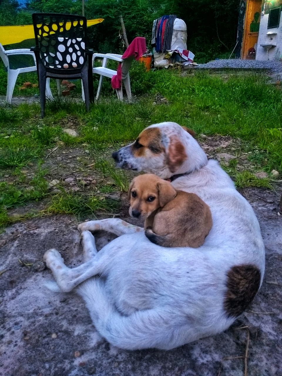 Photo of Dogs of Kasol : A photostory by Deep India Tour & Trek Guide