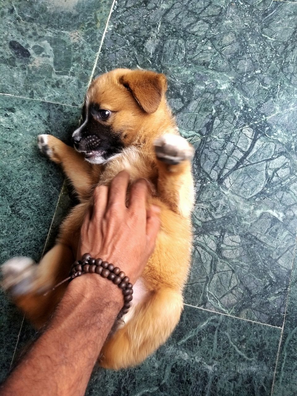 Photo of Dogs of Kasol : A photostory by Deep India Tour & Trek Guide