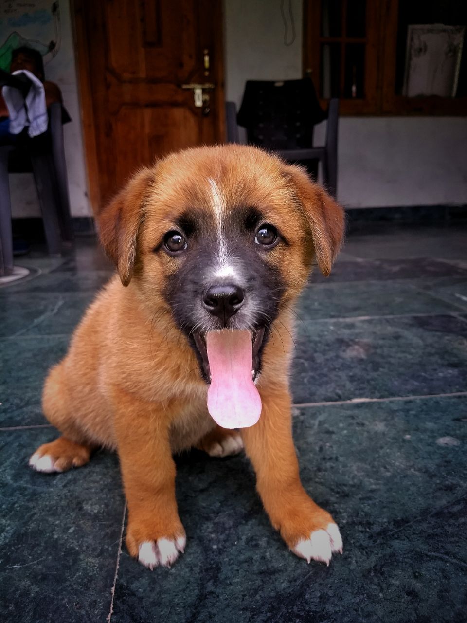 Photo of Dogs of Kasol : A photostory by Deep India Tour & Trek Guide