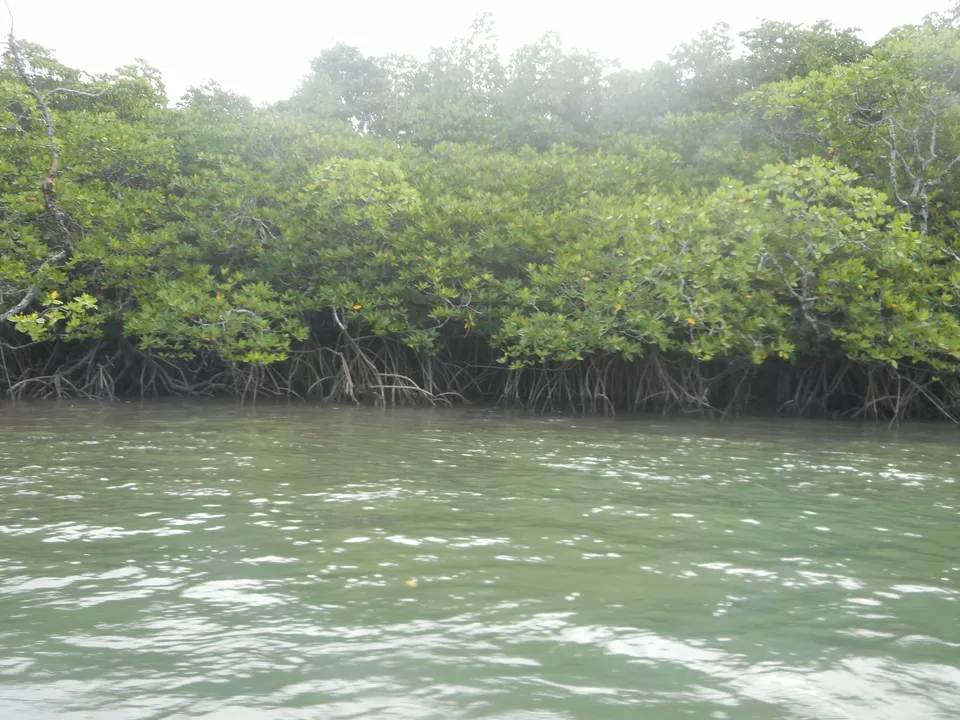 Photo of Baratang Island, Andaman and Nicobar Islands by Pritha Biswas