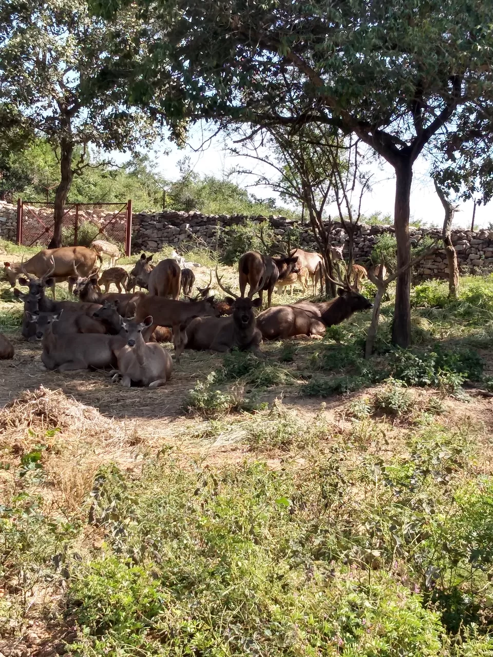 Photo of Bannerghatta National Park Kalkere office (Only office), Basavanapura, Bengaluru, Karnataka, India by Pritha Biswas