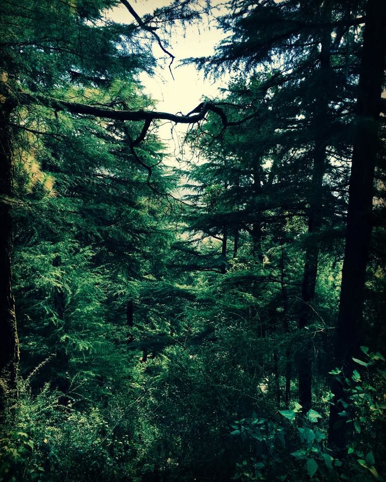 Photo of Magical Mcleodganj! 8/14 by Mallika Hatimuria